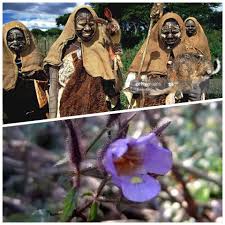 Image result for Mimulopsis