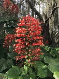 Image result for Clerodendrum pusillum