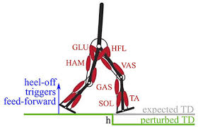 Human anatomy leg tendons muscles of the leg and foot. The Walking Model Has Two Legs Actuated By Seven Hill Type Download Scientific Diagram