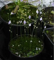 Image result for Utricularia arenaria