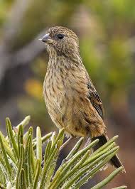 Possible Catamenia Spp Unknown Seedeater In Habitat Tepui J Canaima National Park Bolivar Venezuela National Parks Habitats Beautiful Birds