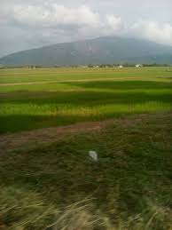 Agricultural for sale for rm 80 000 at kodiang, kedah. 28 Pemandangan Sawah Padi Di Kedah Gambar Pemandangan Keren