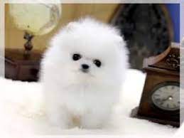 Your total cost of ownership should be less than ₹50,000. Teacup Pomeranian For Sale Youtube