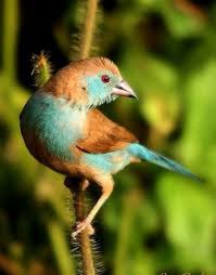 Idee Von Mein Liebling Auf Vogel Tiere Finken