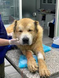 Wildlife exclusion, trapping & removal. In Lebanon Dogs Are Being Poisoned Over Bogus Coronavirus Reports Arab News