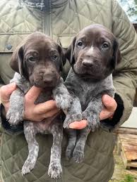 Image result for německý ohař krátkosrstý