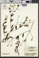 Image result for Ancylobothrys tayloris