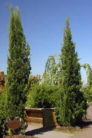 Image result for Cassipourea mollis