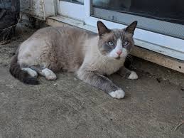 Join the popular membership section!! Snowshoe Cat Coloring Pages