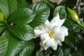 Gardenias need at least 1 inch of rain (or equivalent watering) each week. How To Care For A Gardenia Plant