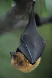 What Animal Eats Bats Quora Even fast flying bats that are active at night are hunted by owls, snakes. what animal eats bats quora