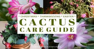 How To Care For Christmas Cactus Year Round Eod Cactus Care Holiday Cactus Christmas Cactus