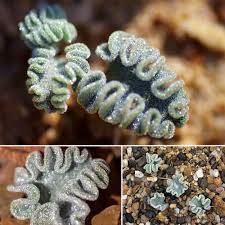 Image result for Eriospermum