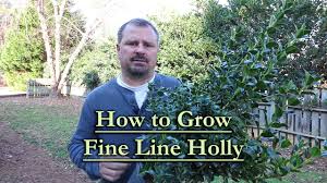 Did you know that you can. How To Grow Fine Line Holly Great Screening Plant With An Upright Narrow Habit Youtube