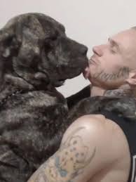 Osborne toddler dog attack: Call to ban South African Boerboel after child  bitten