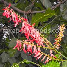 Image result for Triplaris americana