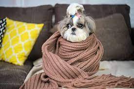 Why Is My Dog Shaking 6 Common Causes For The Shivers