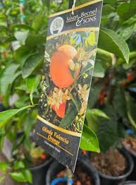 Would this do well in a pot in dfw area? I wanted to add Naval orange tree  to my citrus tree collection but I cannot find it anywhere. I saw this baby