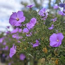 Image result for Hibiscus engleri