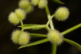 Image result for Galium chloroionanthum