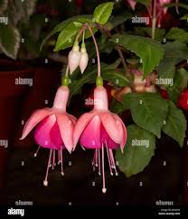 Two beautiful salmon pink and red fuchsia flowers hanging beside dark green  leaves against a darker background Stock Photo - Alamy