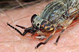 Horse Flies Clegs And Deer Flies Tabanidae Identification Images Ecology