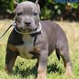 pitbull puppies for sale in Virginia Classifieds & Buy and ...