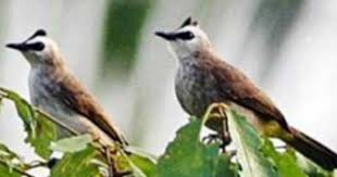 Suara burung trucukan suara ropel. Cara Membedakan Burung Trucukan Jantan Dan Betina Ombyokan Purwomp Com
