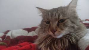 Vasak Gibi Kedim Karadeniz Gunluk Vlog 2020 Kedi Vasak Hayvanlar
