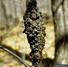 Tree fungus is a common ailment for trees. Black Knot Fungus Treating Black Knot Disease In Plums And Cherries