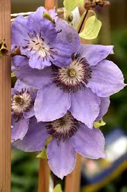 Clematis x 'zostiwa' still waters™ clematis. Get Still Waters Clematis In Mi At English Gardens Nurseries Serving Clinton Township Dearborn Heights Eastpointe Royal Oak West Bloomfield And The Plymouth Ann Arbor Michigan Areas