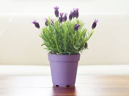Check spelling or type a new query. Can You Grow Lavender Indoors Tips Tricks Plant Index