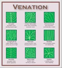 It will be noted that some have more than one unsaturated bond, the bonds being interspersed by methylene groups. What Is Venation Of A Leaf Quora