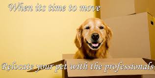 Apply to host/hostess, pet sitter, operator and more! Pet Movers Pet Delivery Service Dog Transport Pet Moving And Relocation Pet Ground Transportation Pet Transport Service
