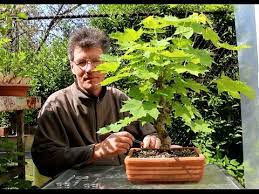 Since germinating the sugar maple for bonsai purposes is virtually impossible, this tree must be planted like a normal tree. Norway Maple Bonsai June 2015 Youtube