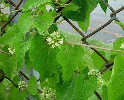 Image result for Cynanchum ellipticum