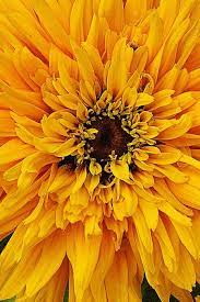 Pin On Flowers