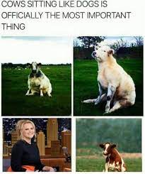 There's still time to enter, all posts from now to early january will be considered. Best 30 Cow Sitting Like Dog Fun On 9gag