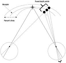 Image result for Visual Fixation