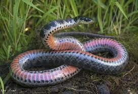 Pin On Inspiration Animals Reptiles Amphibians