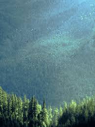 Over 40,000+ cool wallpapers to choose from. Nature Gifs Find Share On Giphy
