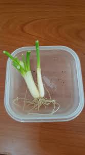 Daun bawang bisa ditanam di dalam pot. Yg Ingin Menanam Daun Rumah Hidroponik Bertha Suranto Facebook