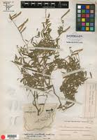 Image result for Tephrosia aequilata