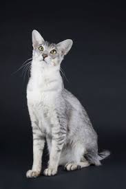 Black And White Tabby Cat Breeds Black Silver Ticked Tabby Cat Breeds Cat Colors Cats And Kittens