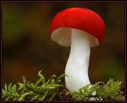 red and white mushroom i must admit that i thought about putting this in with clothing and accessories because the red t cogumelos selvagens cogumelos plantae pinterest
