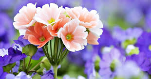 Download gambar pemandangan terbaru, wallpaper pemandangan alam cantik, view wallpaper download, beautiful wallpaper free download for desktop, android, tablet, iphone, ipada, etc. Paling Bagus 17 Wallpaper Keren Dan Cantik Gambar Wallpaper Bunga Cantik Indah Capt Hd Flower Wallpaper Flower Images Wallpapers Beautiful Flowers Wallpapers