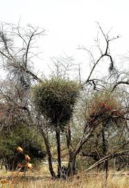 Image result for Plicosepalus