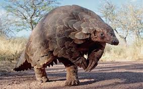 Pangolin scales price per kg. Pangolins 13 Facts About The World S Most Hunted Animal