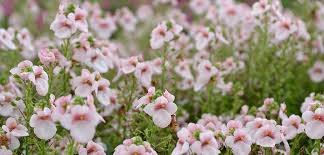 Image result for Diascia