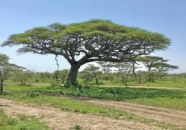 Image result for Acacia borleae